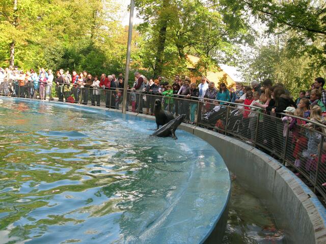 Fütterung der Seehunde im Zoo Duisburg