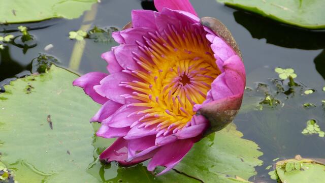 Seerose.