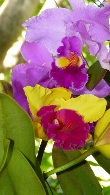 Orchideenfarm.