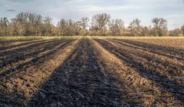 "Pappelschlagschatten" auf einem Feld in der Döhrener Masch.