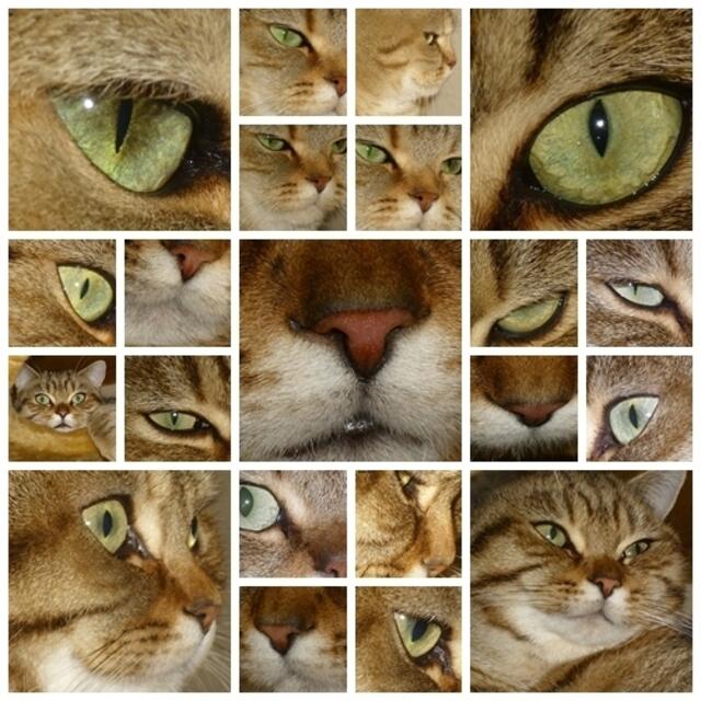 Rätselhaft,geheimnisvoll und schön-der Blick der Katze !