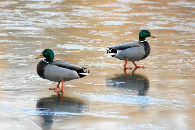 "Wir wollen beim Eisschnelllauf mitmachen! Jetzt üben wir ganz schnell, kreuz und quer über den Teich zu flitzen!" "Gut so, weitermachen!"