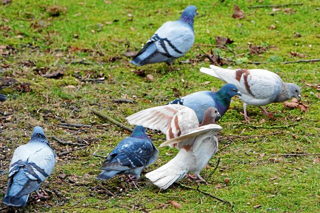 Sie lassen nichts übrig. Leider wollten sie keine Zweige aus dem 'Sturmbruch' fressen oder mitnehmen! .... ( ; - ( ((