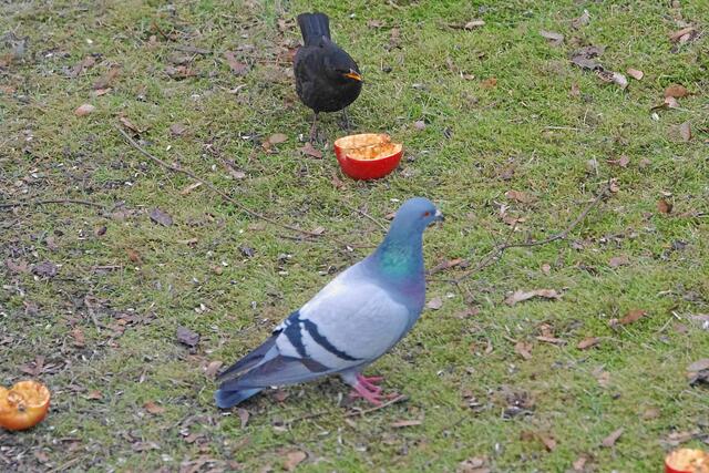 "Was hat diese gewöhnliche Taube denn hier zu suchen!"