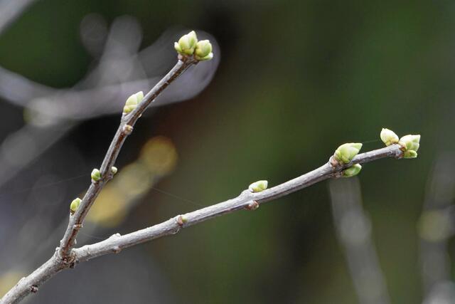 Die Tag- und Nachttemperaturen der ersten Januarhälfte waren verhältnismäßig hoch, Der Fliederbusch zeigt seine ersten Knospen!