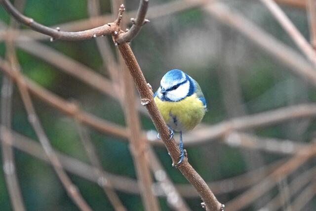 "Tauben fressen doch gar keine Äpfel - oder?"