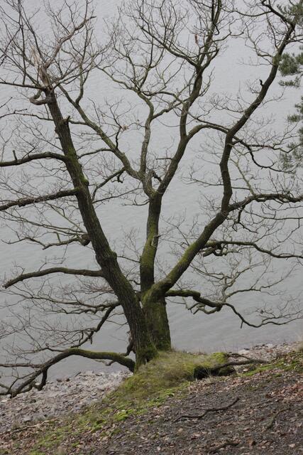 Die Bäume recken sich dem Edersee entgegen