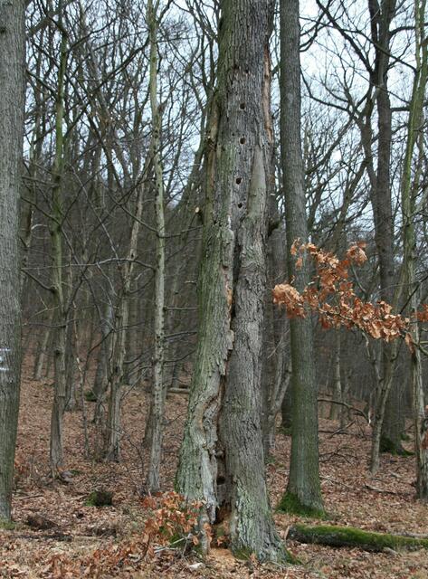 "Mehrfamilienhaus" für kleine Waldbewohner