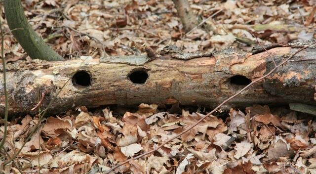 Wer wohl hier einmal gewohnt hat?