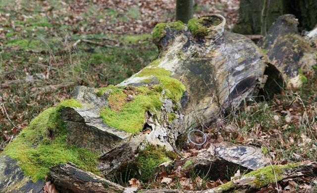 Freundliches Naturparkmonster ;-)