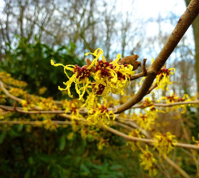 Die Blüte der gelben Zaubernuss (Hamamelis)