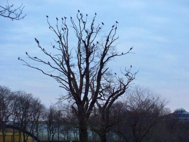 Krähenbaum