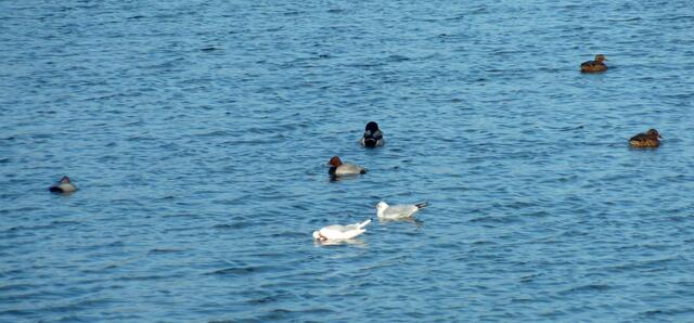 Auf dem Wietzesee hatte sich ein Tafelentenpärchen niedergelassen.