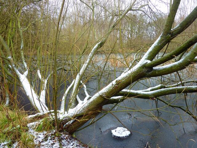 Der idyllische kleine See in Silberseenähe lag bis Mitte Januar versteckt. Nun ist er...