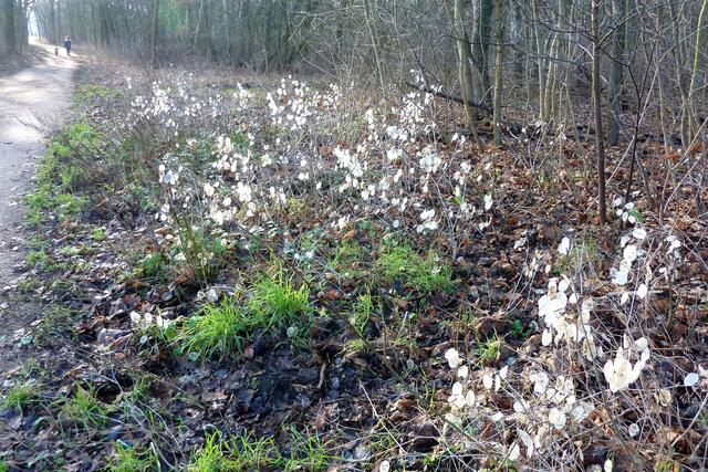 Silbertaler im Wietzepark