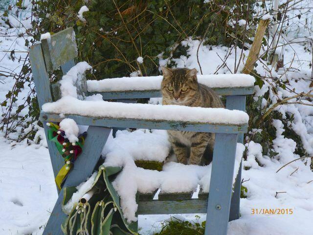 Ich wette, dass sich die Flatterviecher nicht aus ihrem Stall trauen, wenn Schnee liegt!!!