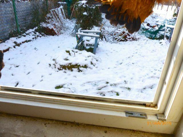 Jaaaa - ich fliege ... in den Schnee!
