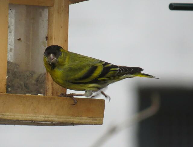 Was guckst du? Auch bei den Nachbarn schmeckt's.....