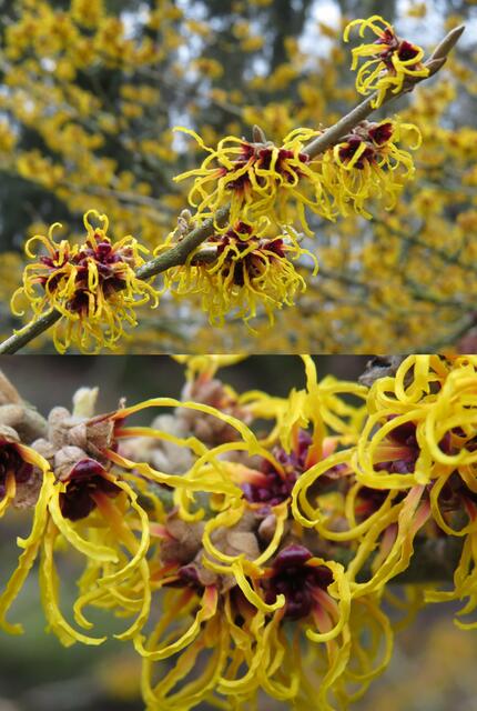 Zaubernuss (Hamamelis)