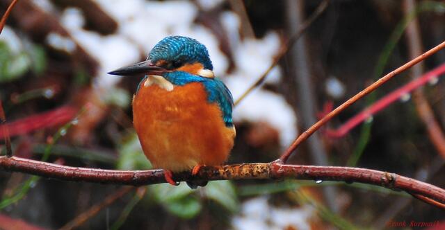 Ein Eisvogel im Winter. Im Hintergrund, ist noch etwas Schnee zu sehen.