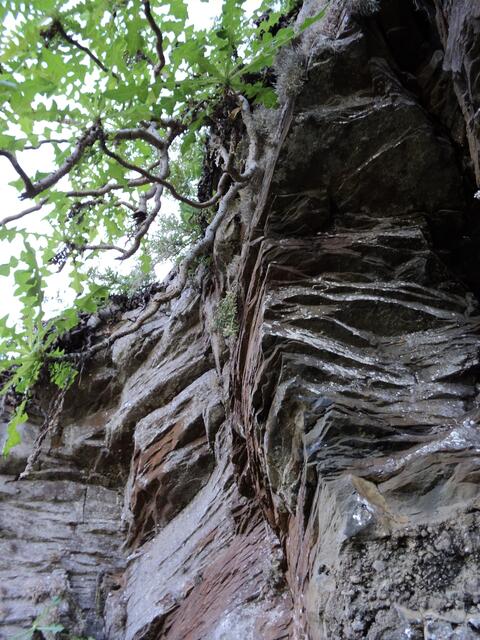 Geheimsvolle Lorbeerwälder