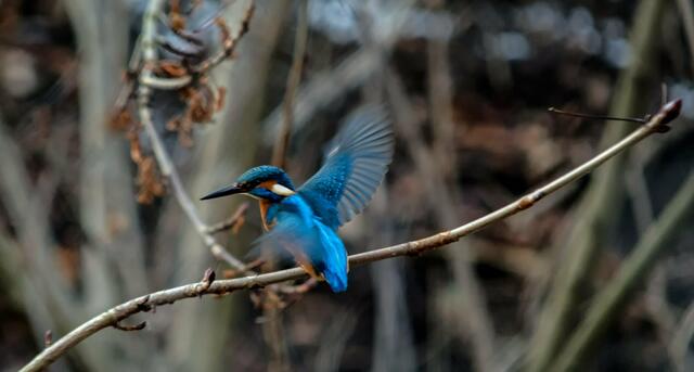 Eisvogel | Foto: SCHWARZE-art-PHOTOGRAPHIE