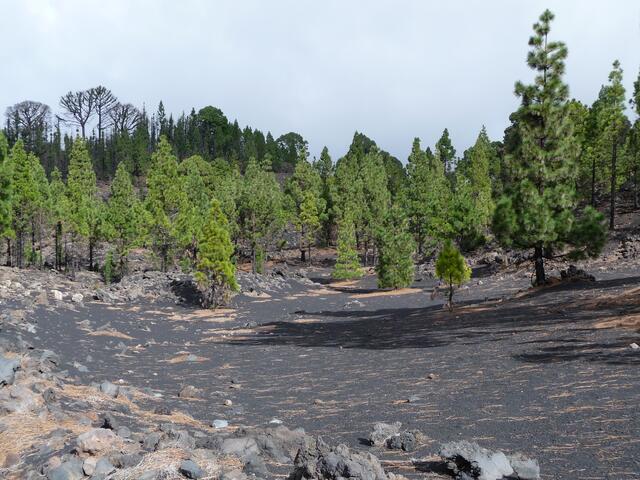 Pinien auf Lavafeld