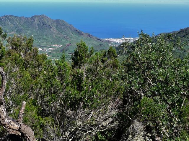 Blick aus dem Tertiär Urwald (Baumheide) auf die Nordwestküste