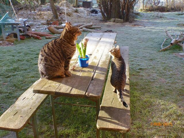Merlin: "Was ist denn das da oben???" Fritz: "Ach, Kleiner, das ist doch nur die Sonne, die kennt doch jeder! *gähn*"