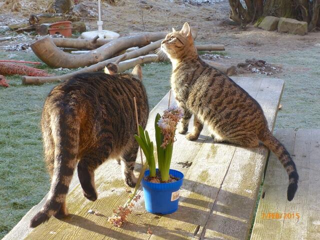Merlin: " Wie schön sie ist - mir wird gleich viel wärmer hier draußen ..." Fritz: "Kinder ... dass die immer soviel denken müssen ..."