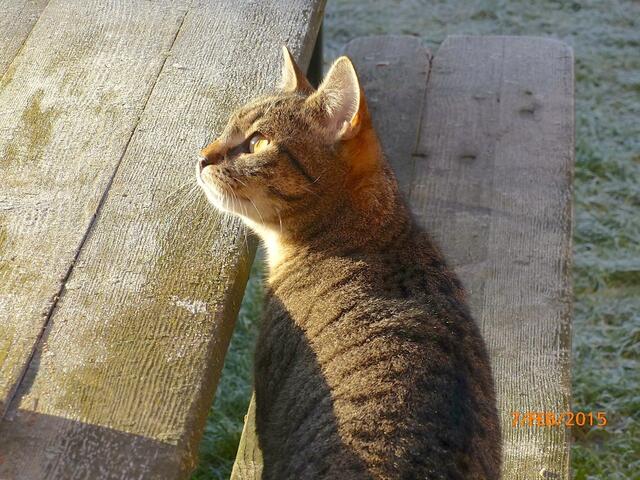 Merlin: "Das ist die Sonne? - die ist ja hell!"