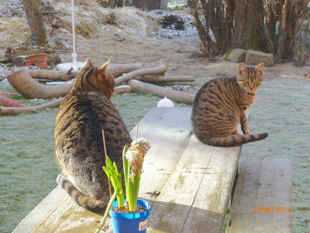 Fritz: "Das ist doch die Sonne, die macht selber warm - manchmal, wenn sie da ist ..." Merlin: "Hm ... manchmal, wenn sie da ist? Sie ist schön und warm - das gefällt mir - warum ist sie nicht immer da?"