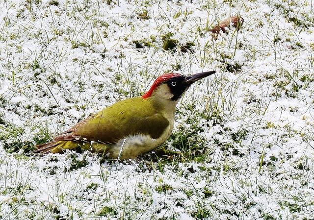 den habe ich letzte Woche mitgebracht