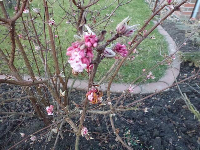 Die ersten Frühlingsboten