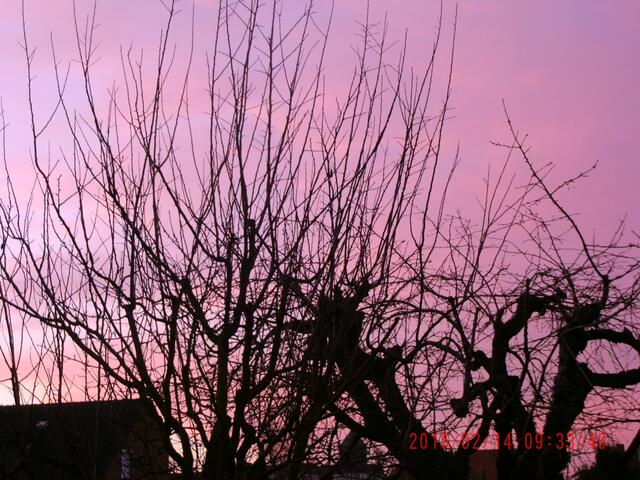 Durch winterliche Zweige leuchtet rot der Himmel.
