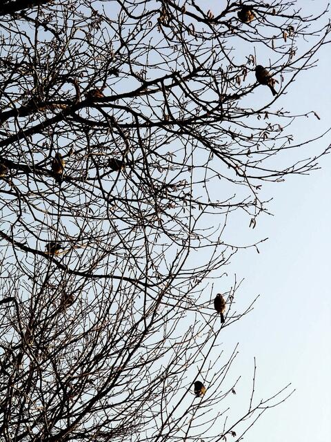 Spatzen genießen die letzten Sonnenstrahlen