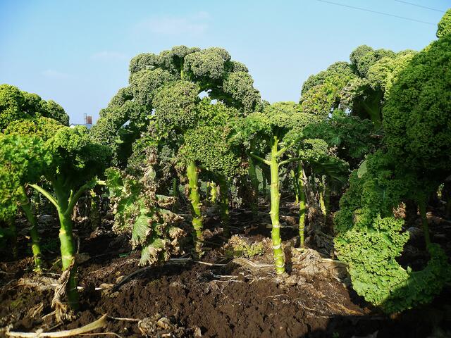 Grünkohlurwald - am 17.2.2015 !
