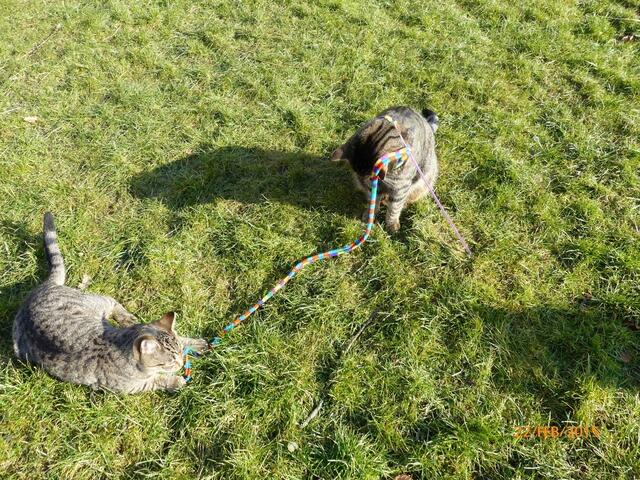 Merlin: Ja, man kann prima toben und rennen und springen ....