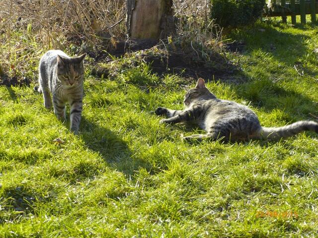 Mona: Wie könnte ich Fritz nur zeigen, dass ich ihn mag? Merlin: Mädchen sind manchmal komisch - erst machen sie sich lustig und dann wollen sie es wieder gut machen ...! Da soll sie mal schön alleine grübeln. Dabei wäre es sooo einfach ... ;-)