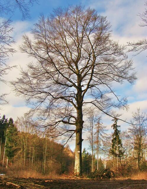 Naturdenkmal: Buche zur Erinnerung an Oberförster Waldschmidt am oberen Ende des Tals.