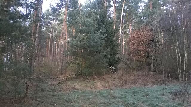 unser Burgdorfer Holz