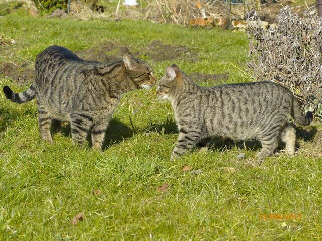 Fritz: Hallo, kleiner Kumpel - deine Schwester sucht dich, aber vielleicht kannst du mir helfen?!? Ich möchte wieder so rennen können wie du ....
