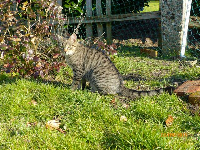 Merlin: Dem dicken Kater ist wohl nicht zu helfen - ist der etwa in MEINE Schwester verknallt und will deshalb dringend "sportlich" werden???? Der hat sie doch wohl nicht mehr alle ...!!!