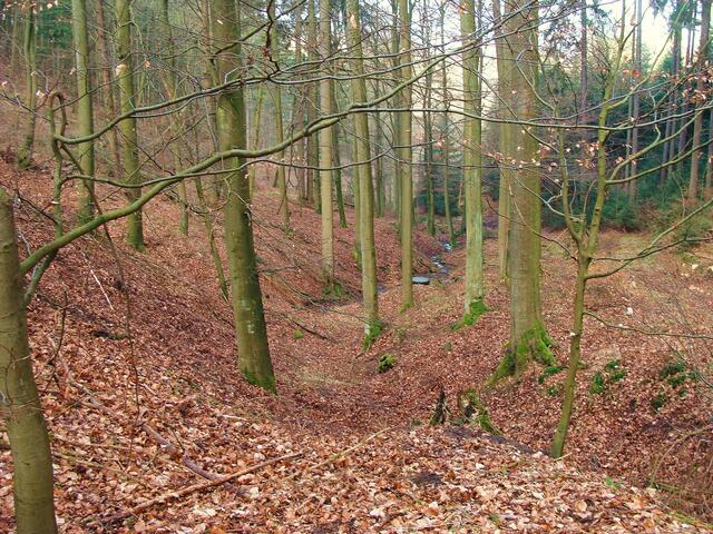 Wir steigen weiter hinauf zur Waldschmidt-Buche.