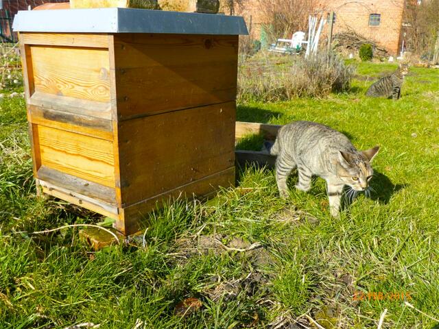 Mona: Ich werde Merlin mal suchen! Fritz (im Hintergrund): Sie ist so süß, aber sie beachtet mich gar nicht ...!