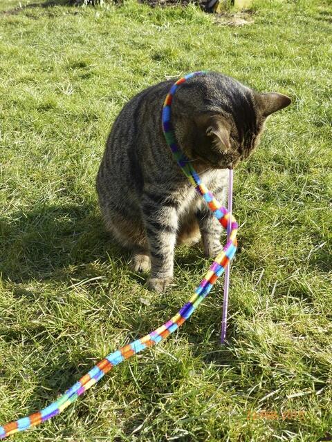 Fritz: Ich denke, dieses komische bunte Dings kann mir nicht helfen .... schade.