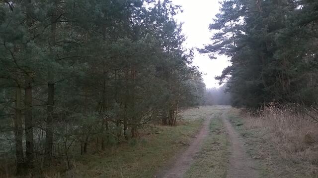 im Burgdorfer Holz nahe des Großen Stern
