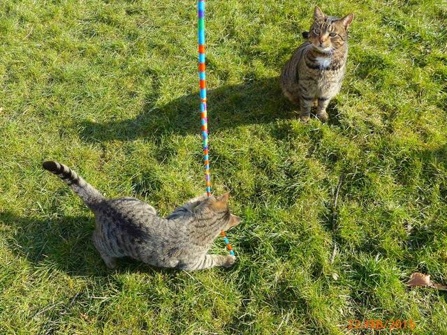 Merlin: Hier, damit kannst du prima trainieren - das macht sogar richtig viel Spaß!