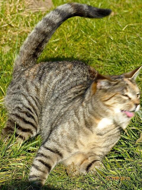 Mona: Hihihihi - Jungs sind doch wirklich manchmal zu komisch!!! (Ich mag den Fritz totaaal gerne - ich dachte, der weiß das längst!) Morgen zeige ich es ihm - er soll doch nicht traurig sein!!!