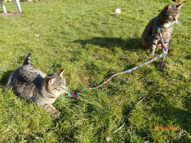 Merlin: Oh, da kommt Mona - Fritz: Ach, wie peinlich ...!!!